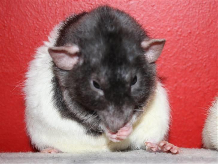 Tamrotte Alenya's Tumle  R.I.P billede 1