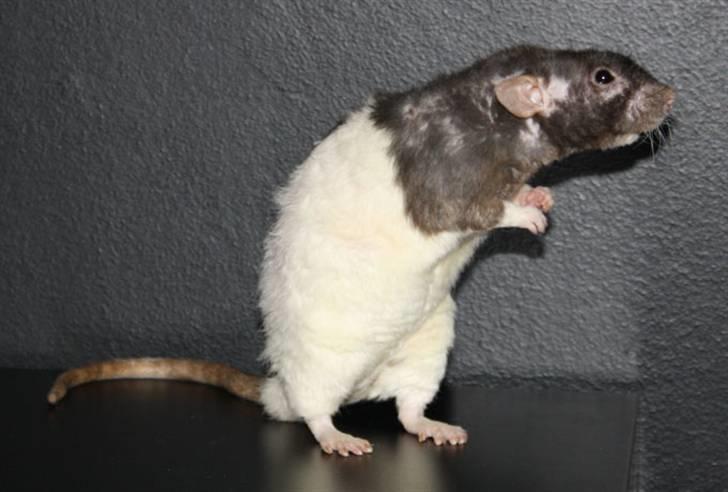 Tamrotte Alenya's Tumle  R.I.P billede 2