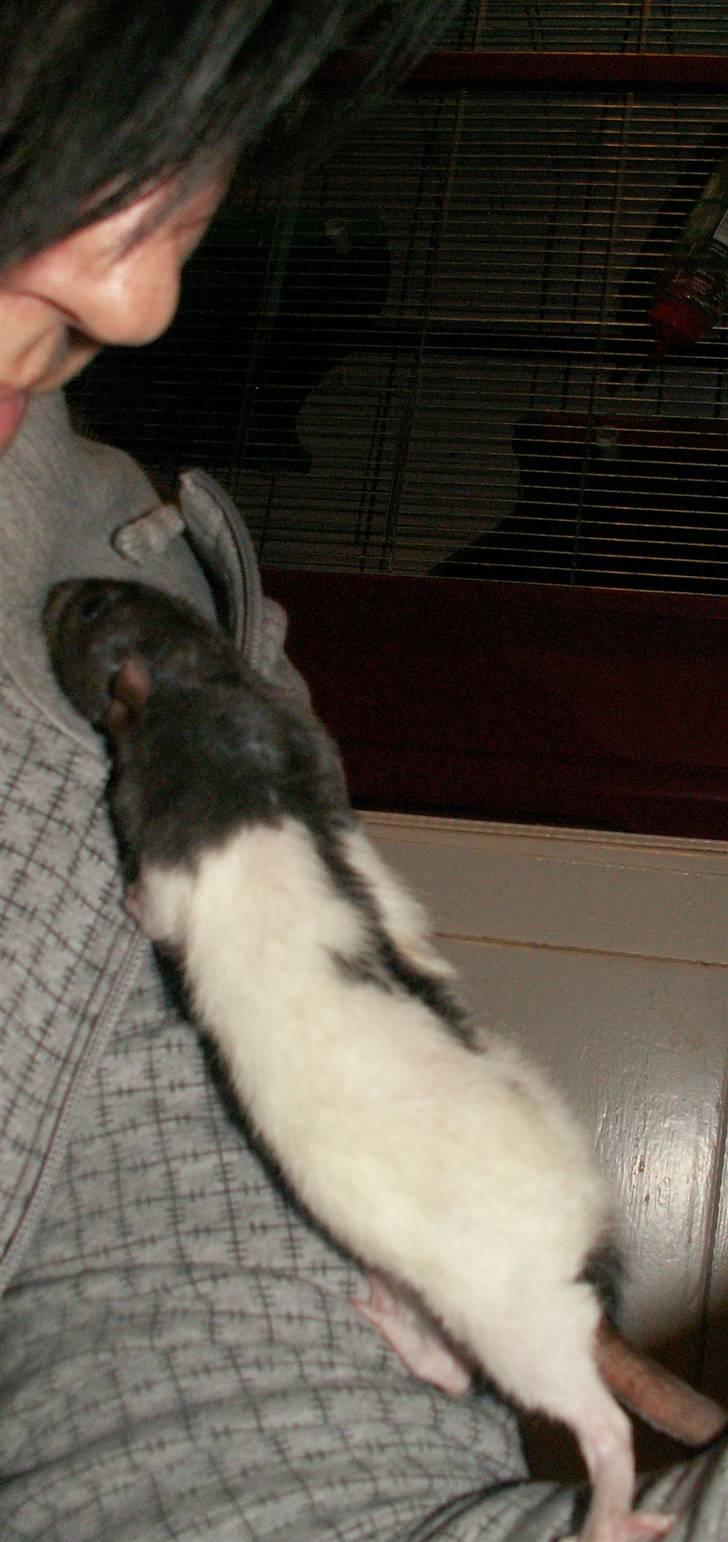 Tamrotte Alenya's Tumle  R.I.P billede 3