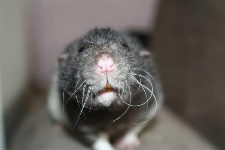 Tamrotte Alenya's Tumle  R.I.P billede 4