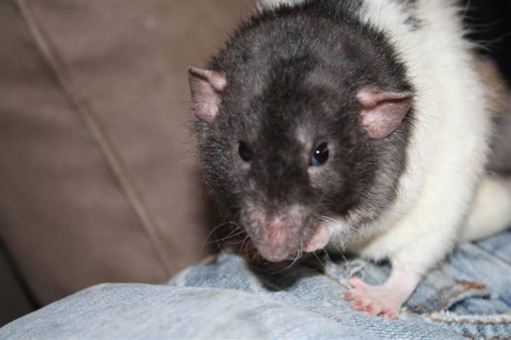 Tamrotte Alenya's Tumle  R.I.P billede 5