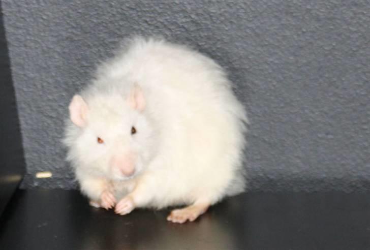 Tamrotte Alenya's Miraculum billede 1