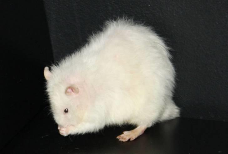 Tamrotte Alenya's Miraculum billede 2