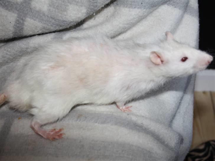 Tamrotte Alenya's Miraculum billede 3