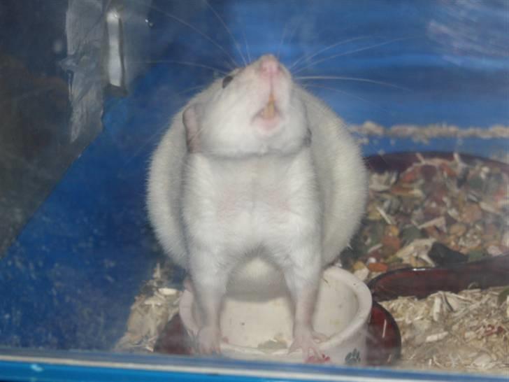 Tamrotte Citadela SunnyRat  R.I.P billede 2