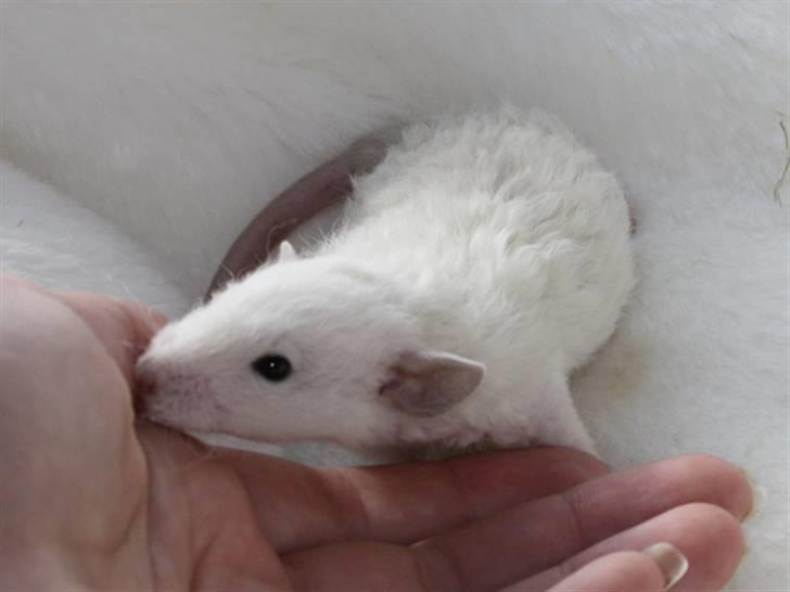 Tamrotte Alenya's Hvem billede 1