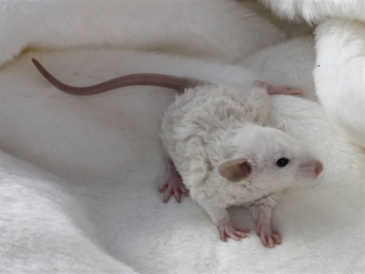 Tamrotte Alenya's Hvem billede 2