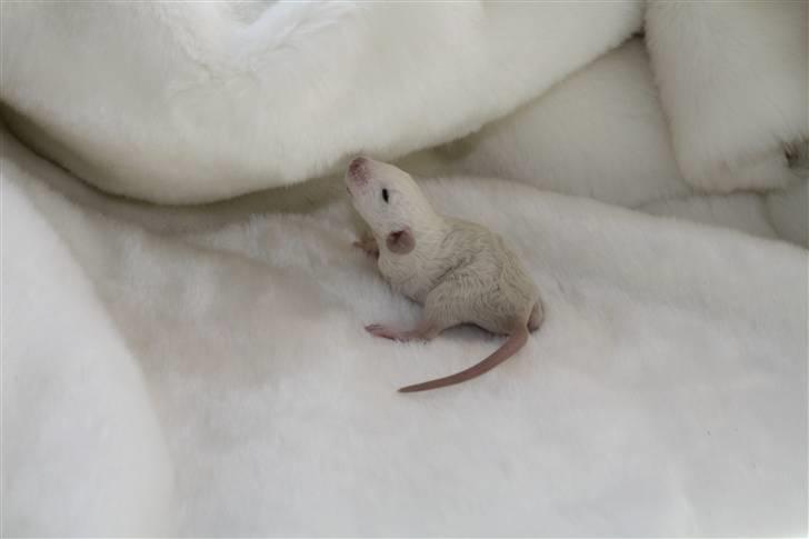 Tamrotte Alenya's Hvem billede 4