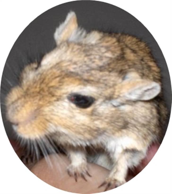 Ørkenrotte Signe *RIP* billede 1