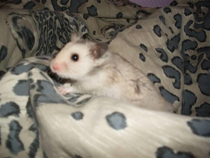 Hamster Felix (R.I.P.) billede 2