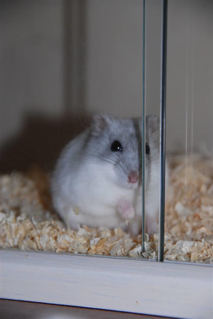 Dværghamster Ham Ham - D. 15/4-2010 :) billede 10