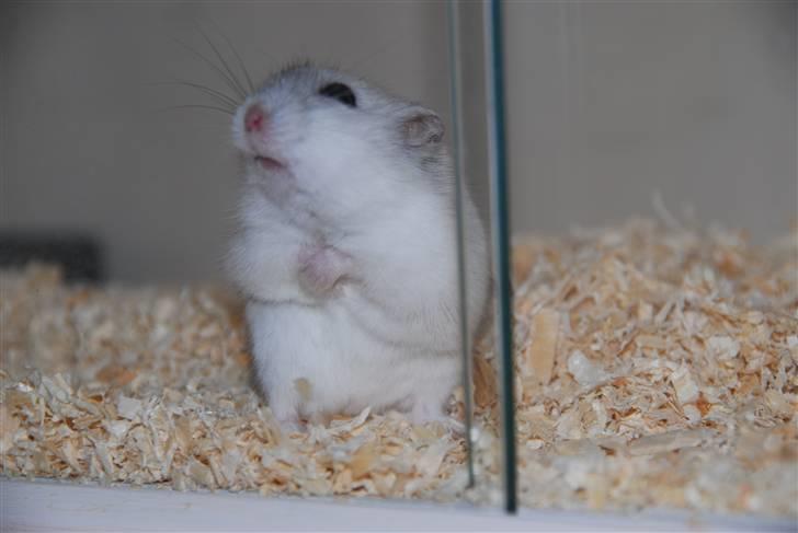 Dværghamster Ham Ham - D. 15/4-2010 :) billede 11