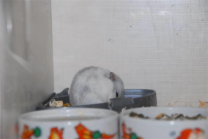 Dværghamster Ham Ham - D. 15/4-2010 :) billede 12