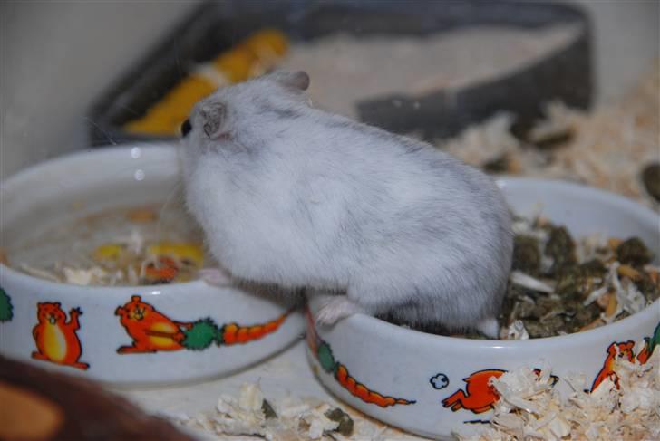 Dværghamster Ham Ham - D. 15/4-2010 :) billede 13