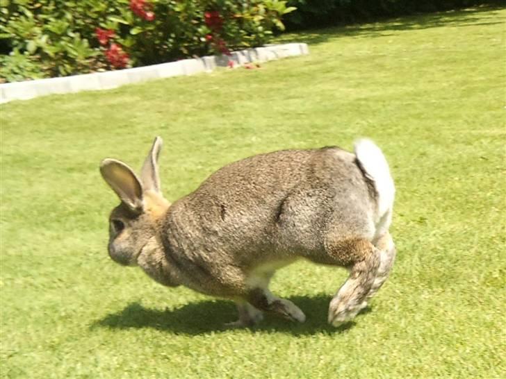 Kanin             - Ninus R.I.P - Velkommen til ninus´ profil :D  billede 1