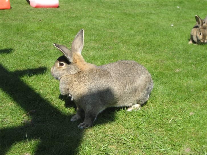 Kanin             - Ninus R.I.P - FLERE BILLEDER KOMMER! :D billede 2