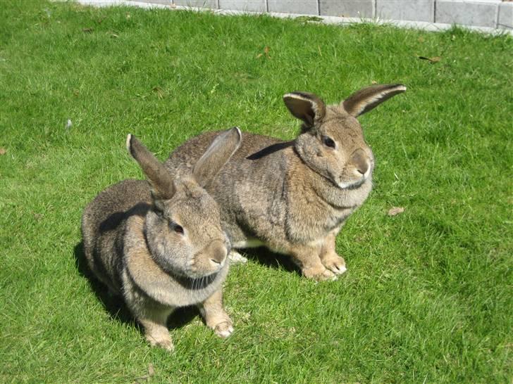 Kanin             - Ninus R.I.P - Det er Ninus til venstre og søsteren Stampe til højre :) billede 3