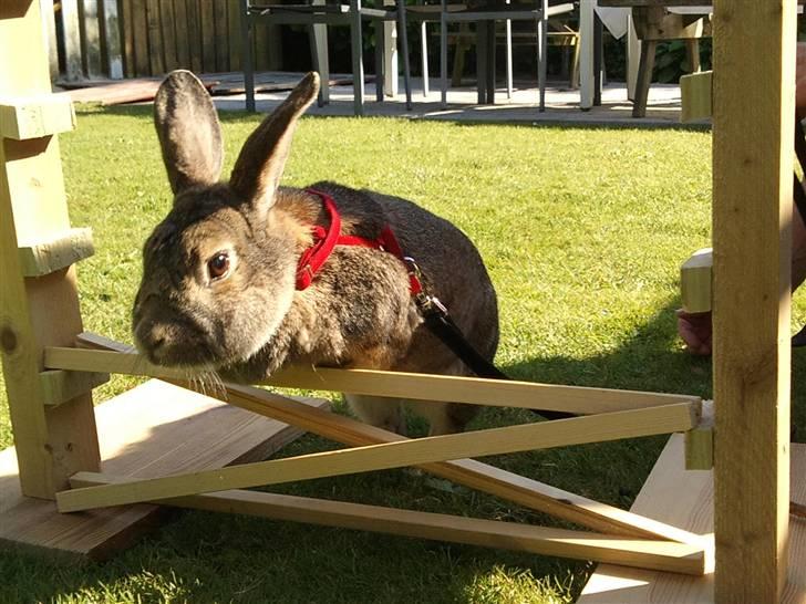 Kanin             - Ninus R.I.P - Ninus springer xD billede 4