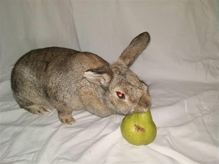 Kanin             - Ninus R.I.P - Mums, pære.. :D billede 5