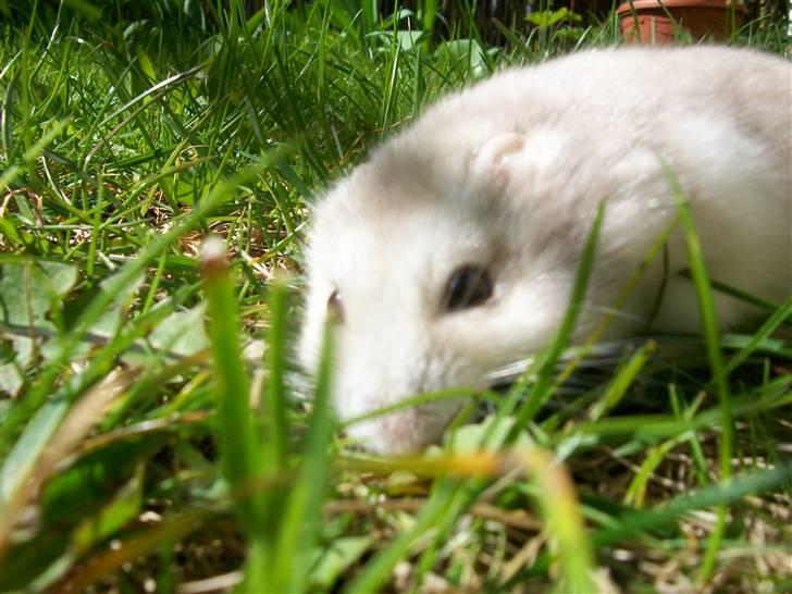 Dværghamster Manse - Nurh, han ligger i græsset. :D billede 11