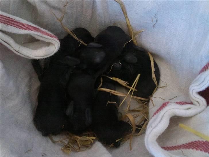 Kanin Møllegårdens Daisy - Daisys SYV fine unger tre dage gamle :) billede 5