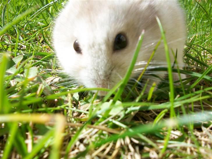 Dværghamster Manse - Han elsker græs. :D billede 12