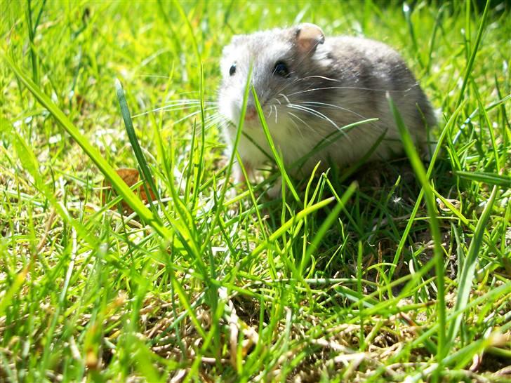 Dværghamster Yuggie - Der er han ude i haven. (: billede 1