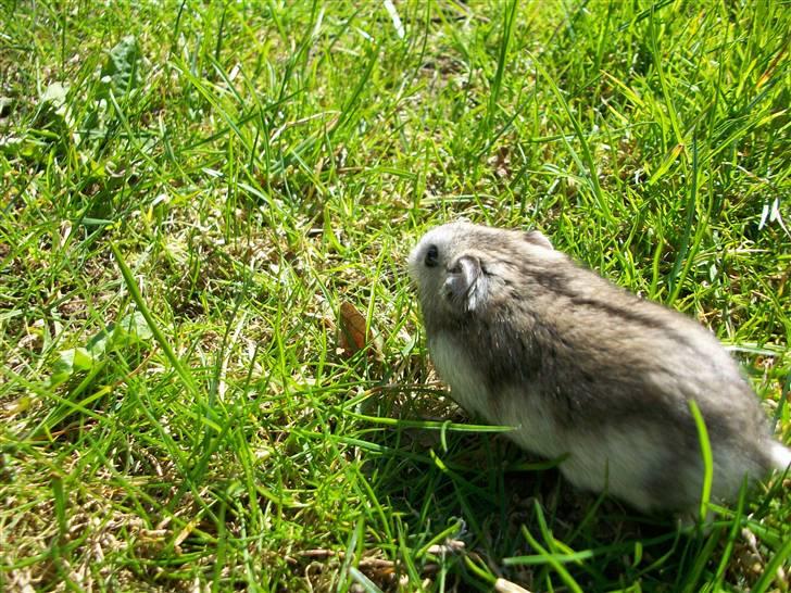 Dværghamster Yuggie - Han er vildt svær at tage billeder af. s: billede 2