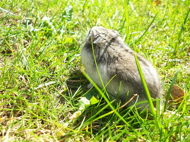 Dværghamster Yuggie - Haha, han er på vej over til lågen. :D billede 3