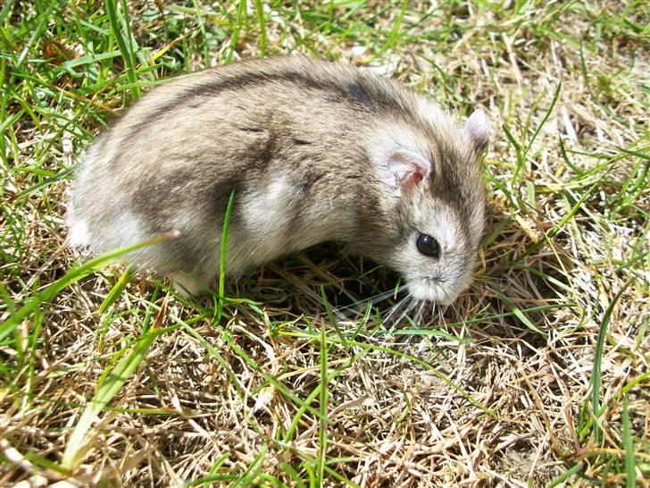 Dværghamster Yuggie - Der sidder han endelig stille igen. (: billede 4