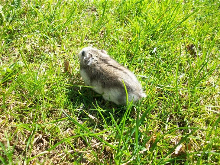 Dværghamster Yuggie - På vej væk igen. :D billede 5