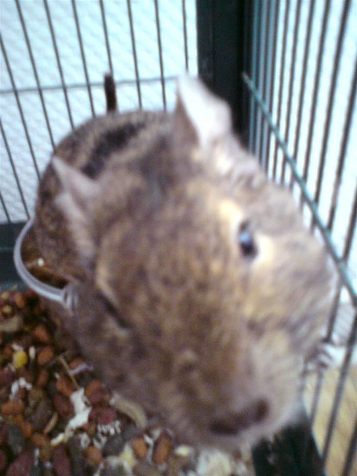 Degu Minnie - En meget nysgerrig degu skatte piie <3 billede 2