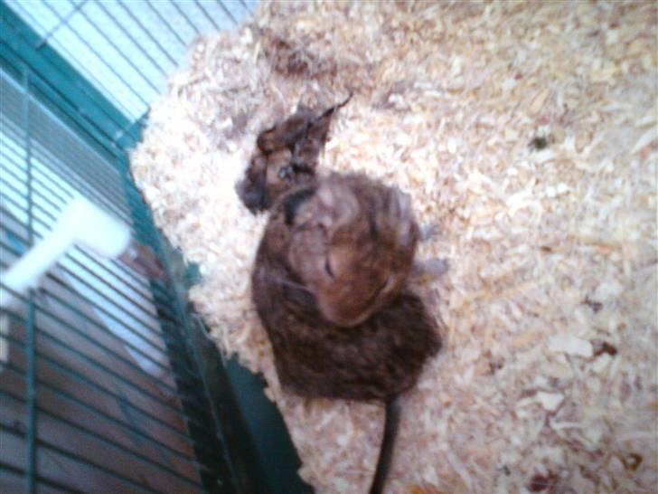 Degu Minnie billede 3