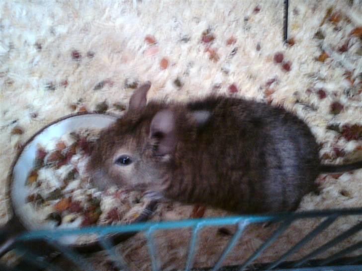 Degu Minnie billede 4