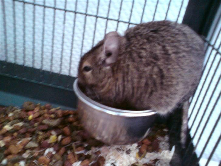 Degu Minnie billede 5