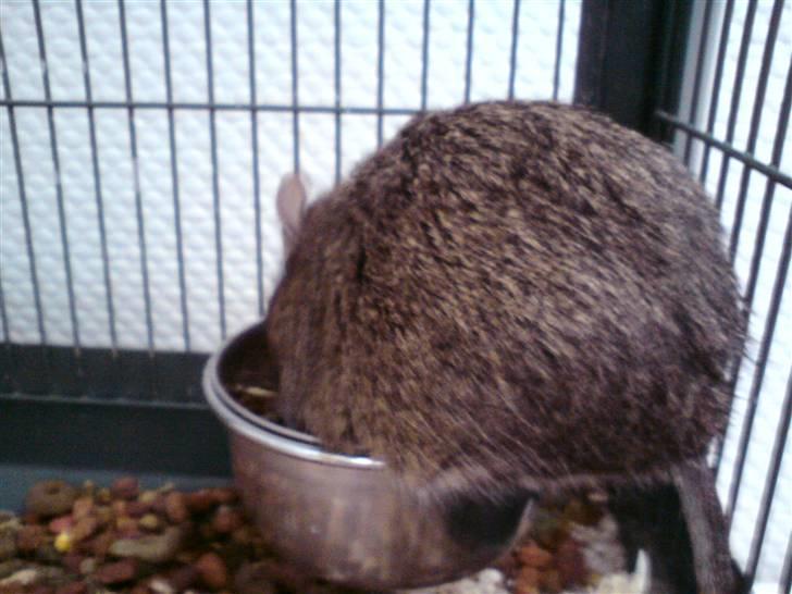 Degu Minnie billede 6