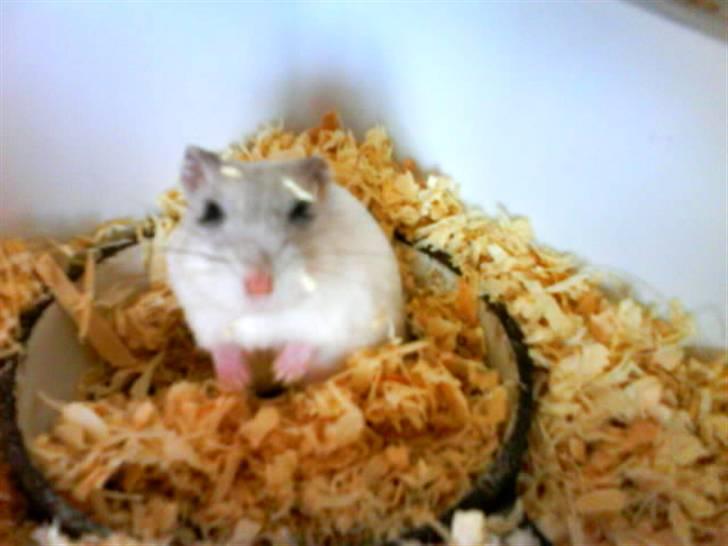 Hamster Bølle  billede 1