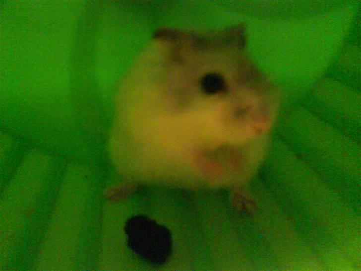 Hamster Bølle  billede 2
