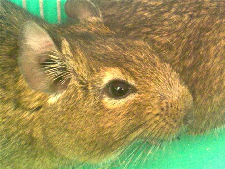 Degu degu billede 1