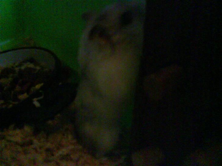 Hamster Bølle  billede 4