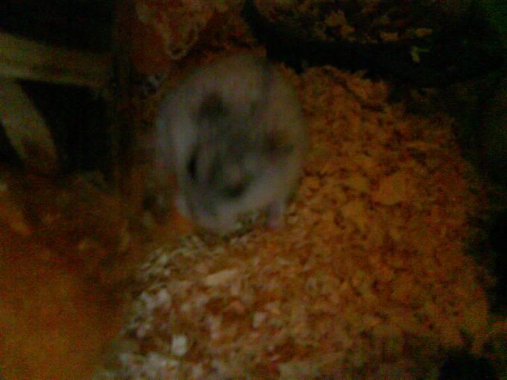 Hamster Bølle  billede 5