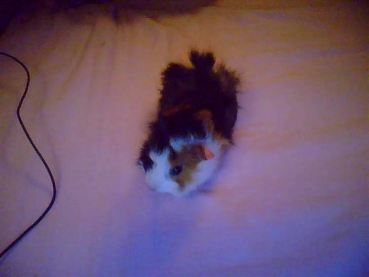 Marsvin Macoon billede 1