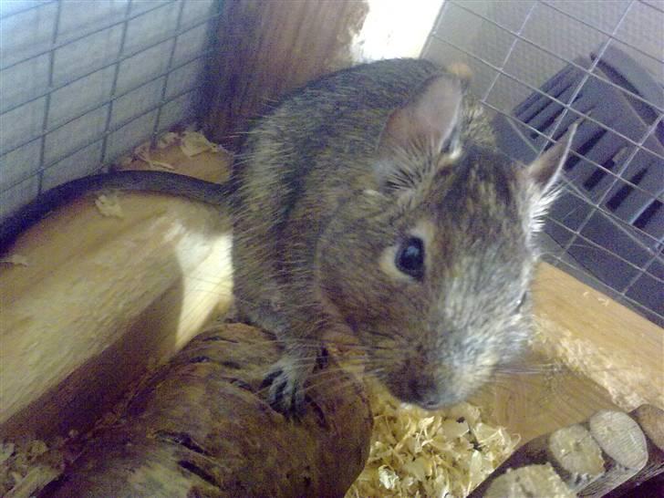 Degu degu billede 2