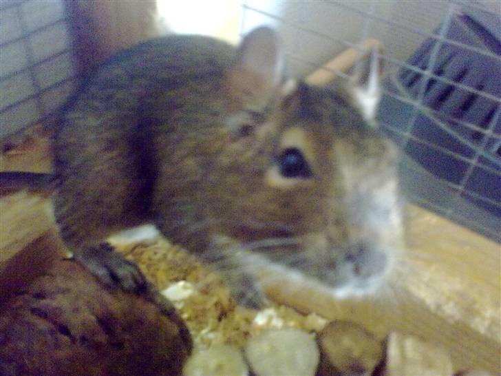 Degu degu billede 3