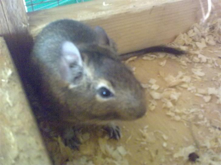 Degu degu billede 4