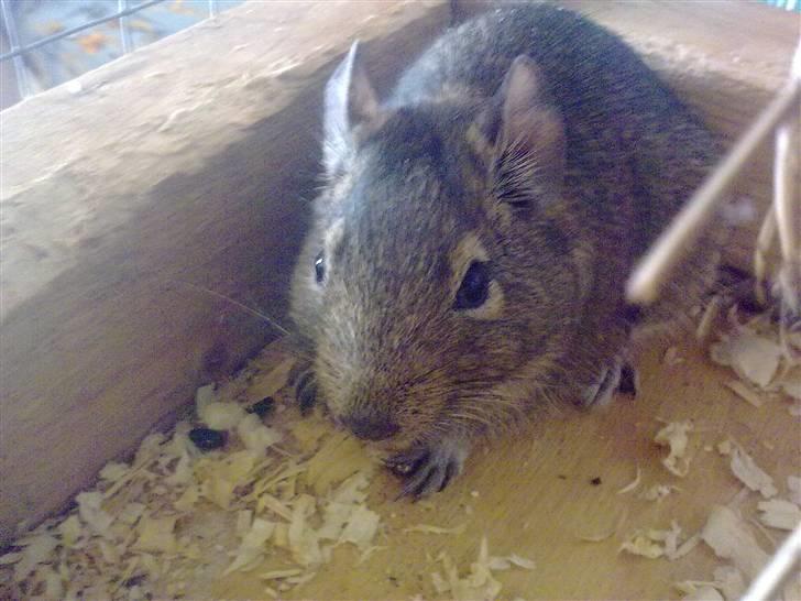 Degu degu billede 5
