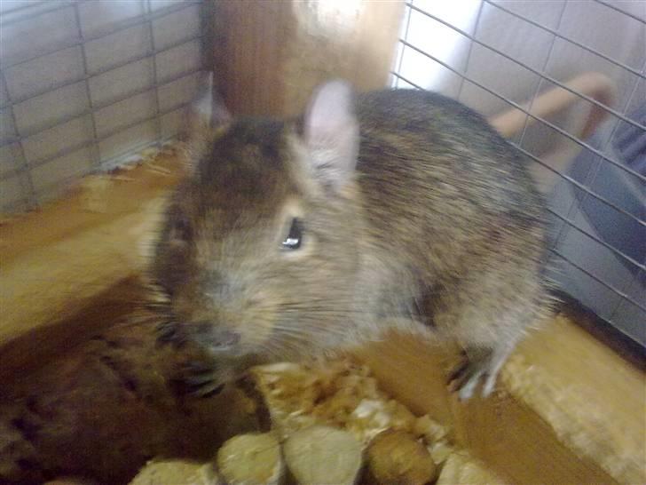 Degu degu billede 6