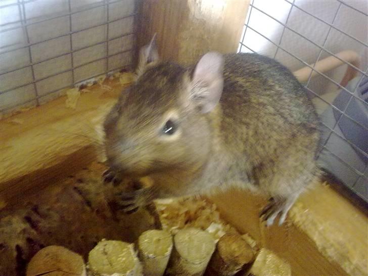 Degu degu billede 7