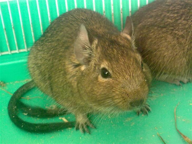 Degu degu billede 8