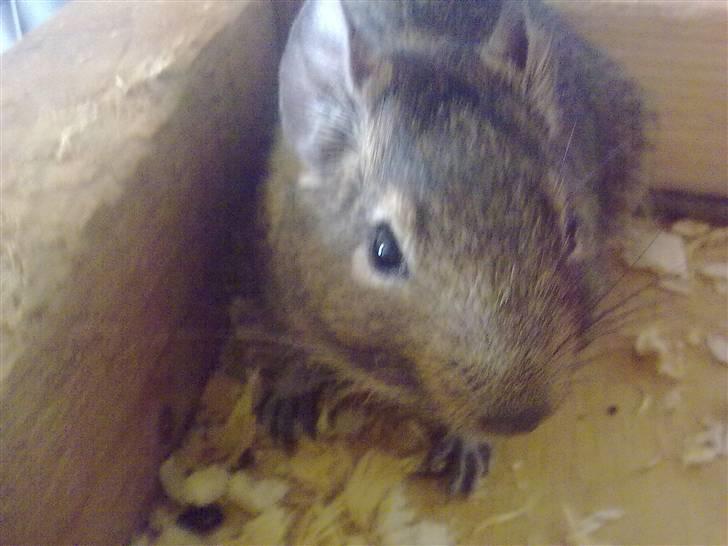 Degu degu billede 9
